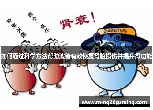 如何通过科学方法帮助波普有效恢复肾脏损伤并提升肾功能